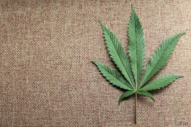杜兰特入股全球最大的医疗大麻合法种植公司