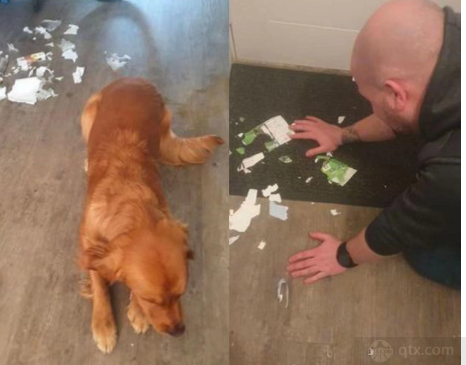 纽卡球迷联赛杯决赛门票被狗咬烂
